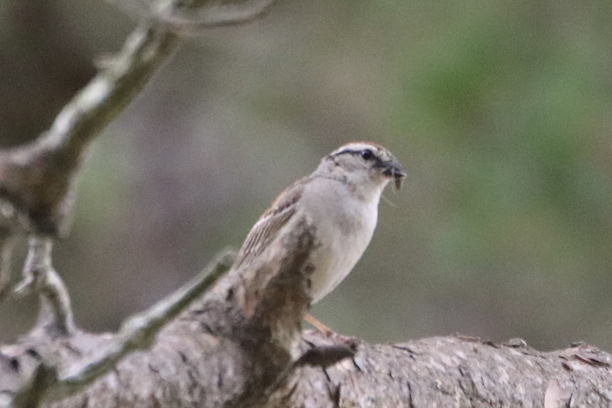 Chipping Sparrow - ML353239021
