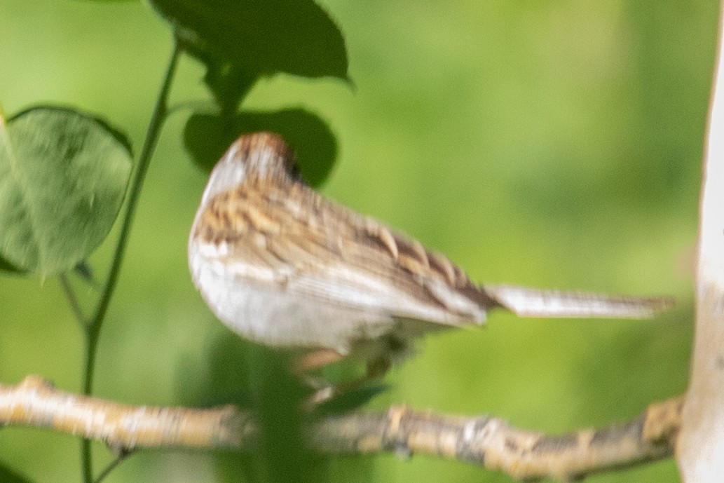 Chipping Sparrow - ML353239401