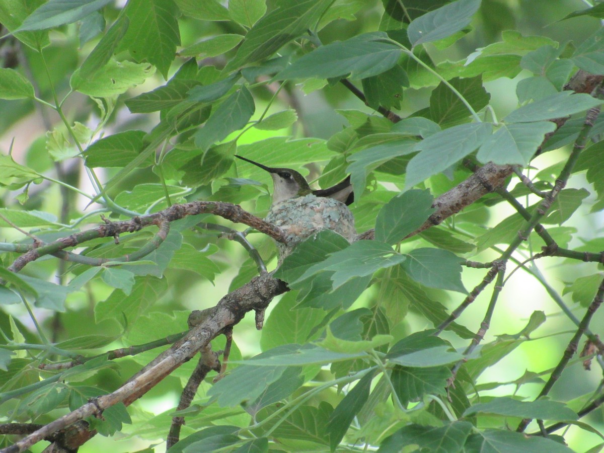 Ruby-throated Hummingbird - Tate Putman