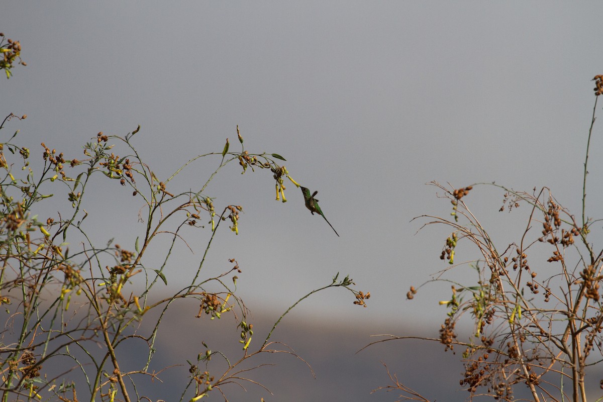 Yeşil Kuyruklu Kolibri - ML35324961