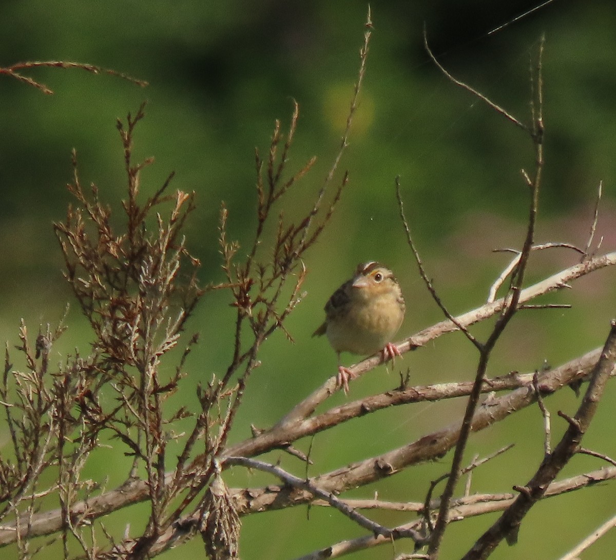 Grasshopper Sparrow - ML353251041