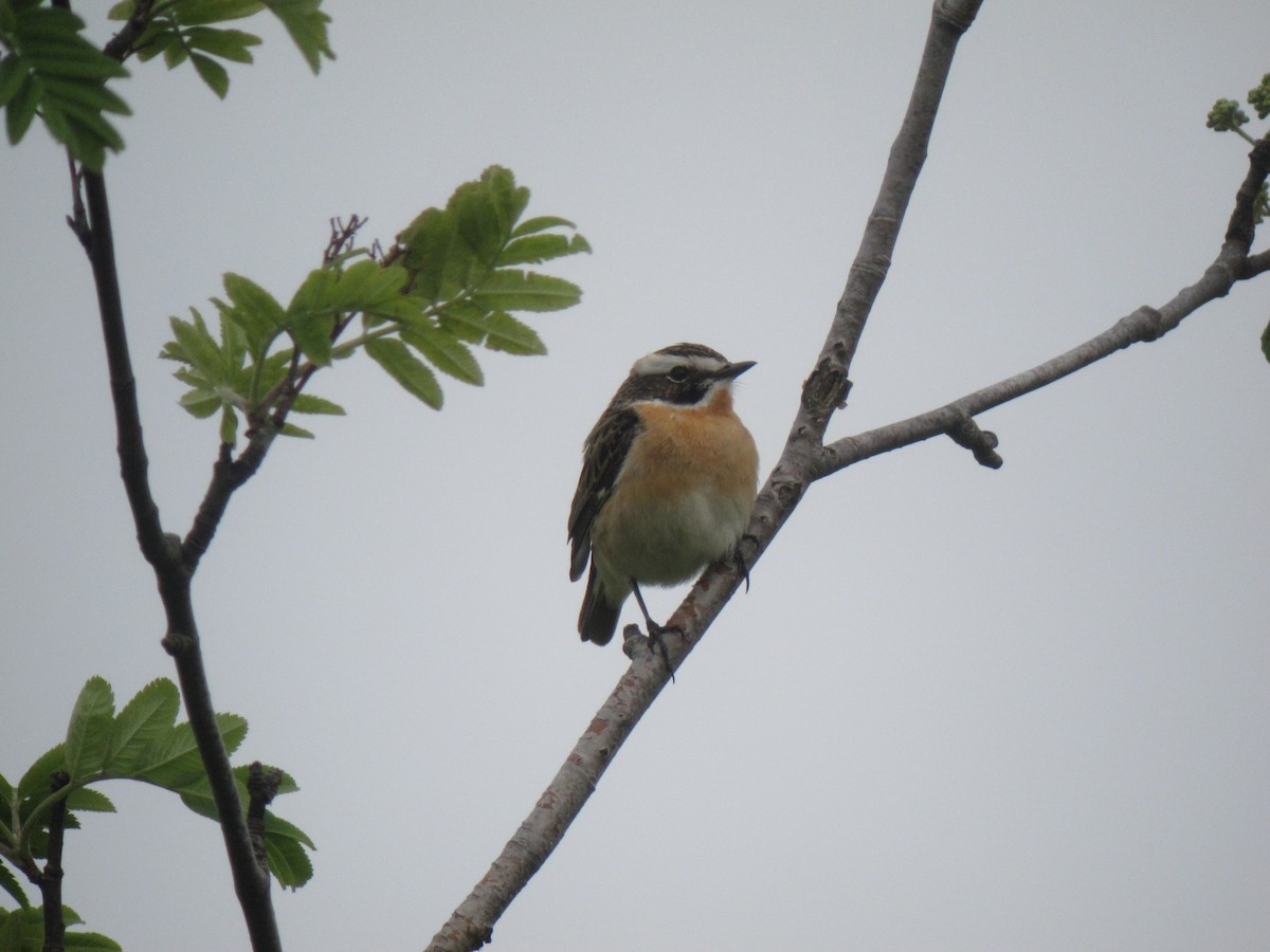 Whinchat - Mike Youdale