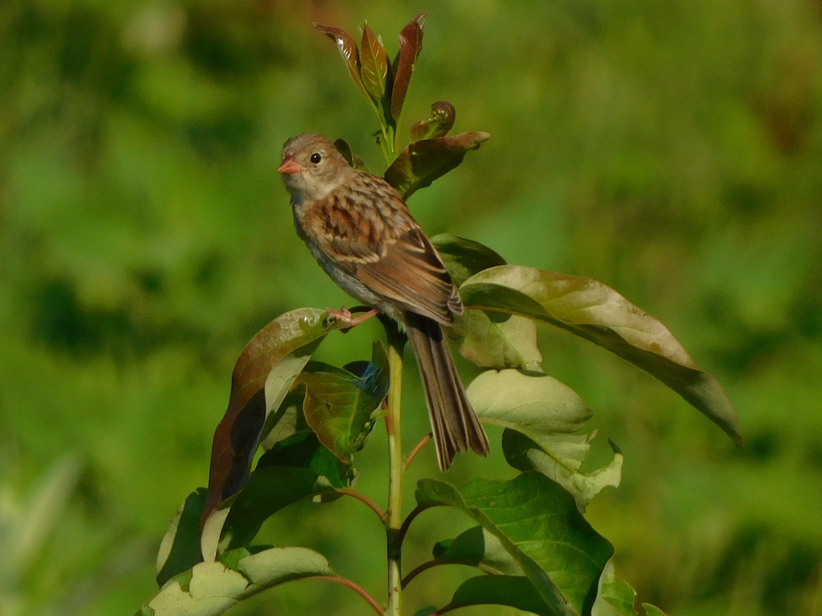Field Sparrow - ML353254251