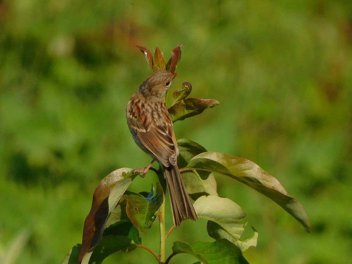 Field Sparrow - ML353254271