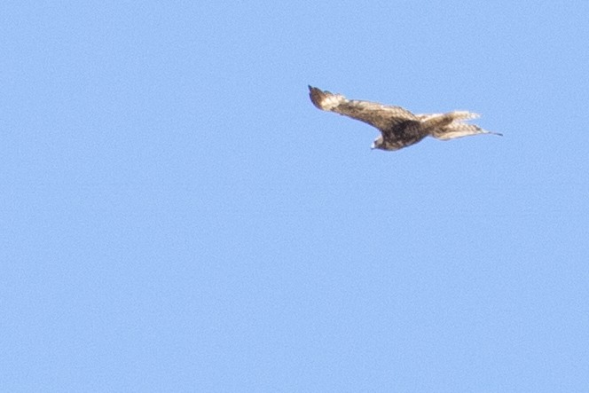 Red-tailed Hawk - ML353254471