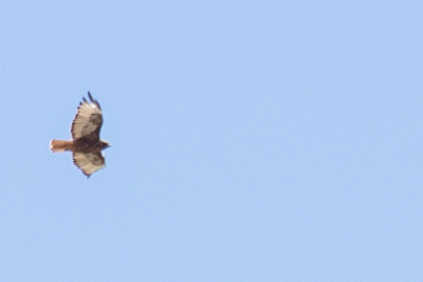 Red-tailed Hawk - ML353254491