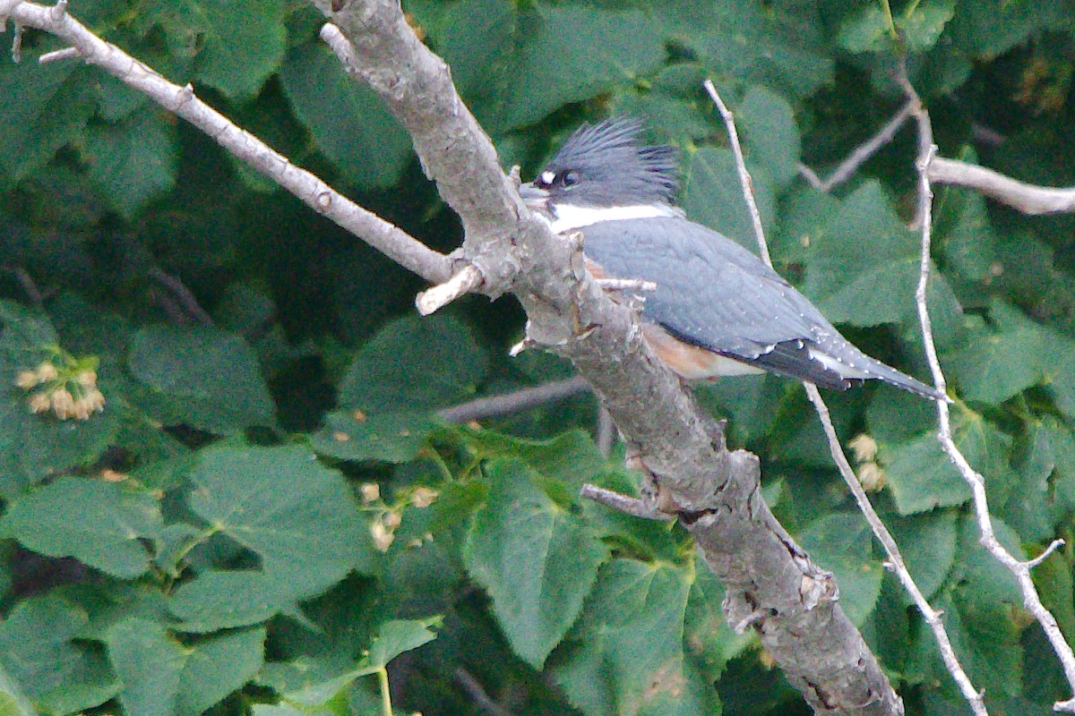 Belted Kingfisher - ML353259151
