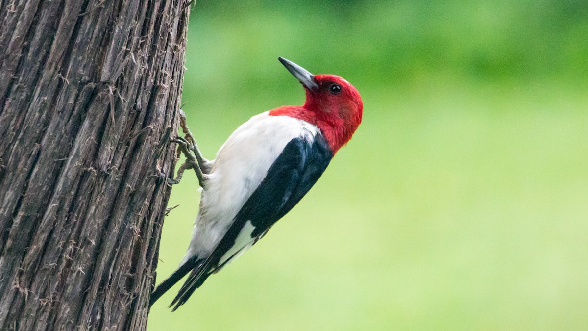 Red-headed Woodpecker - Robert & Susan Codd