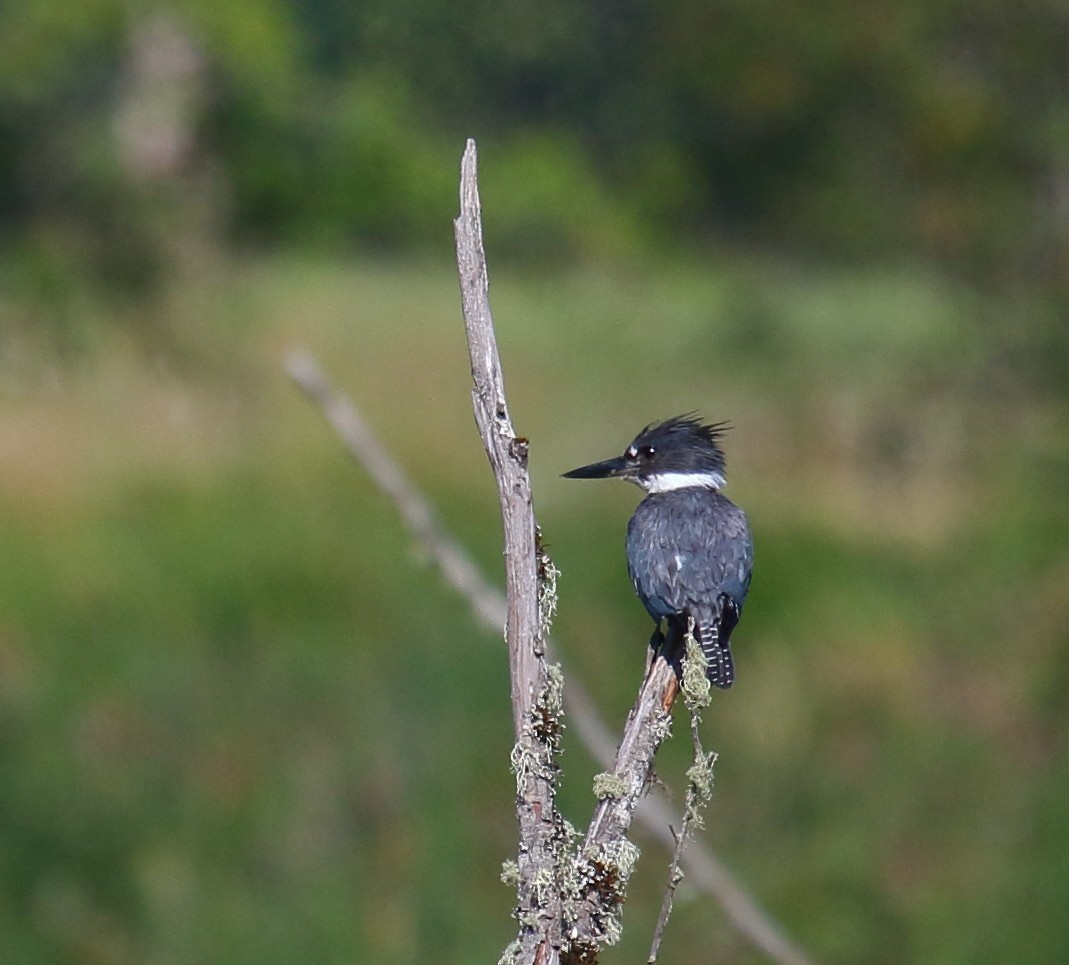 Belted Kingfisher - ML353269021