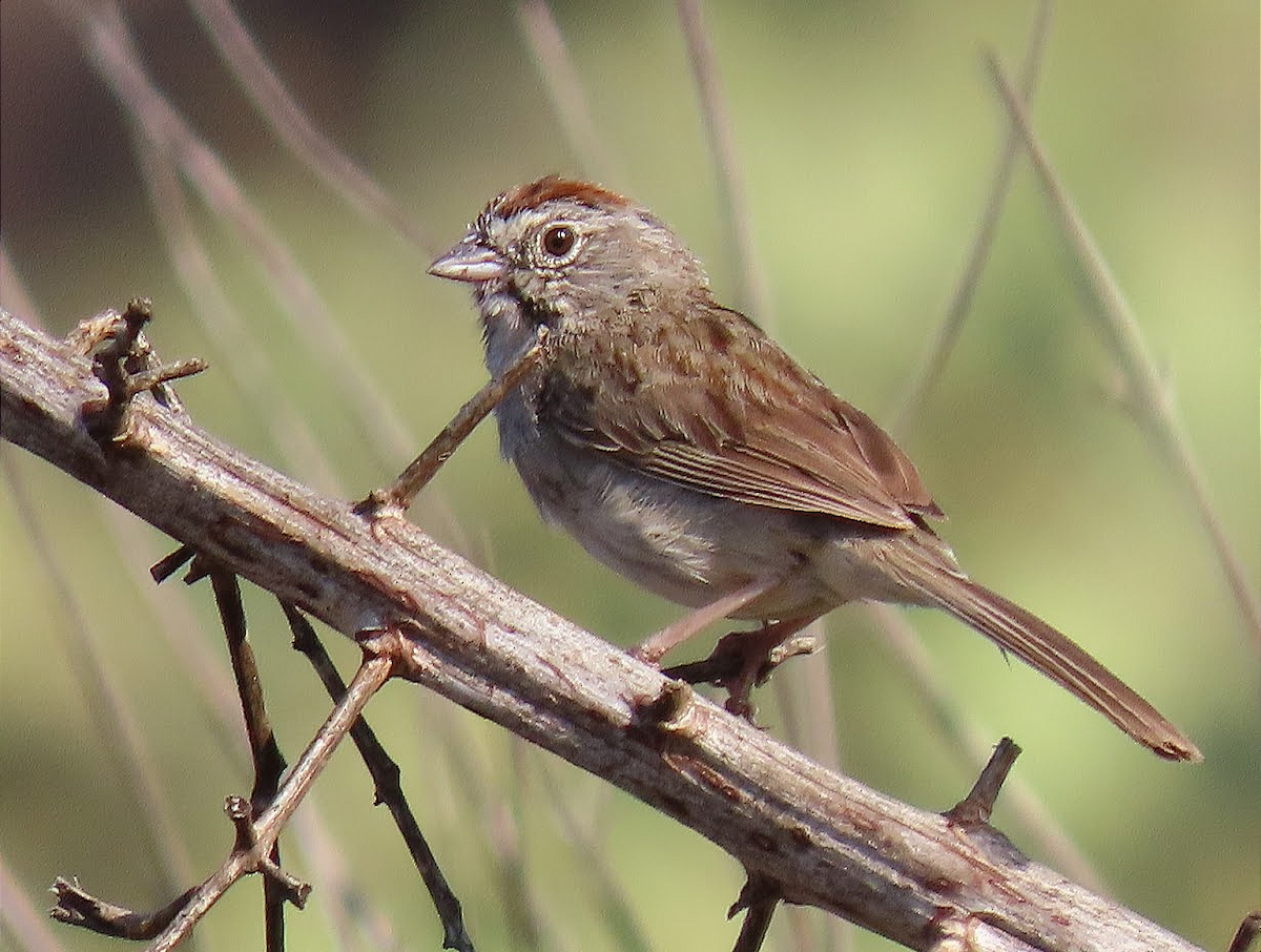 Rufous-crowned Sparrow - ML353272731