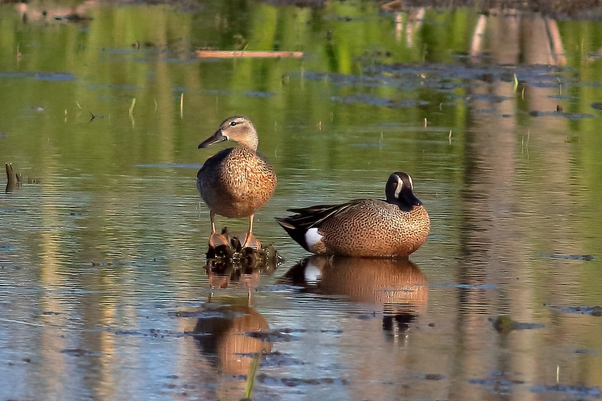 Blue-winged Teal - J. Marty Paige