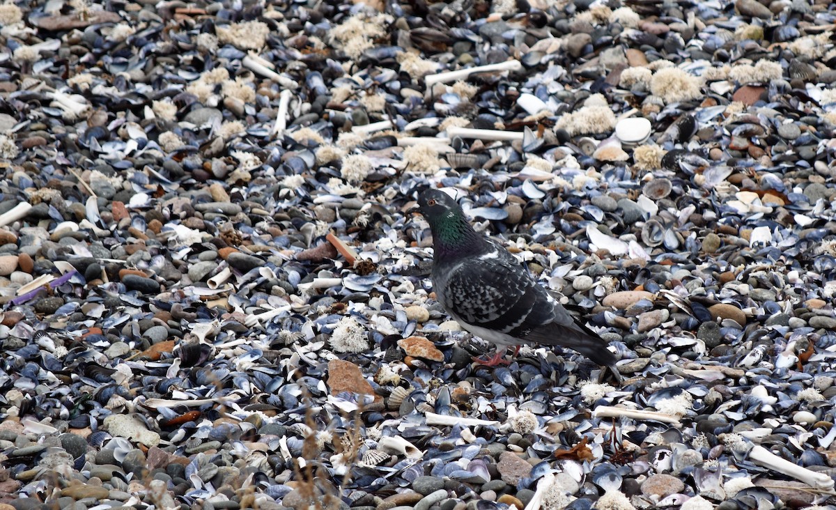 Rock Pigeon (Feral Pigeon) - ML353279861