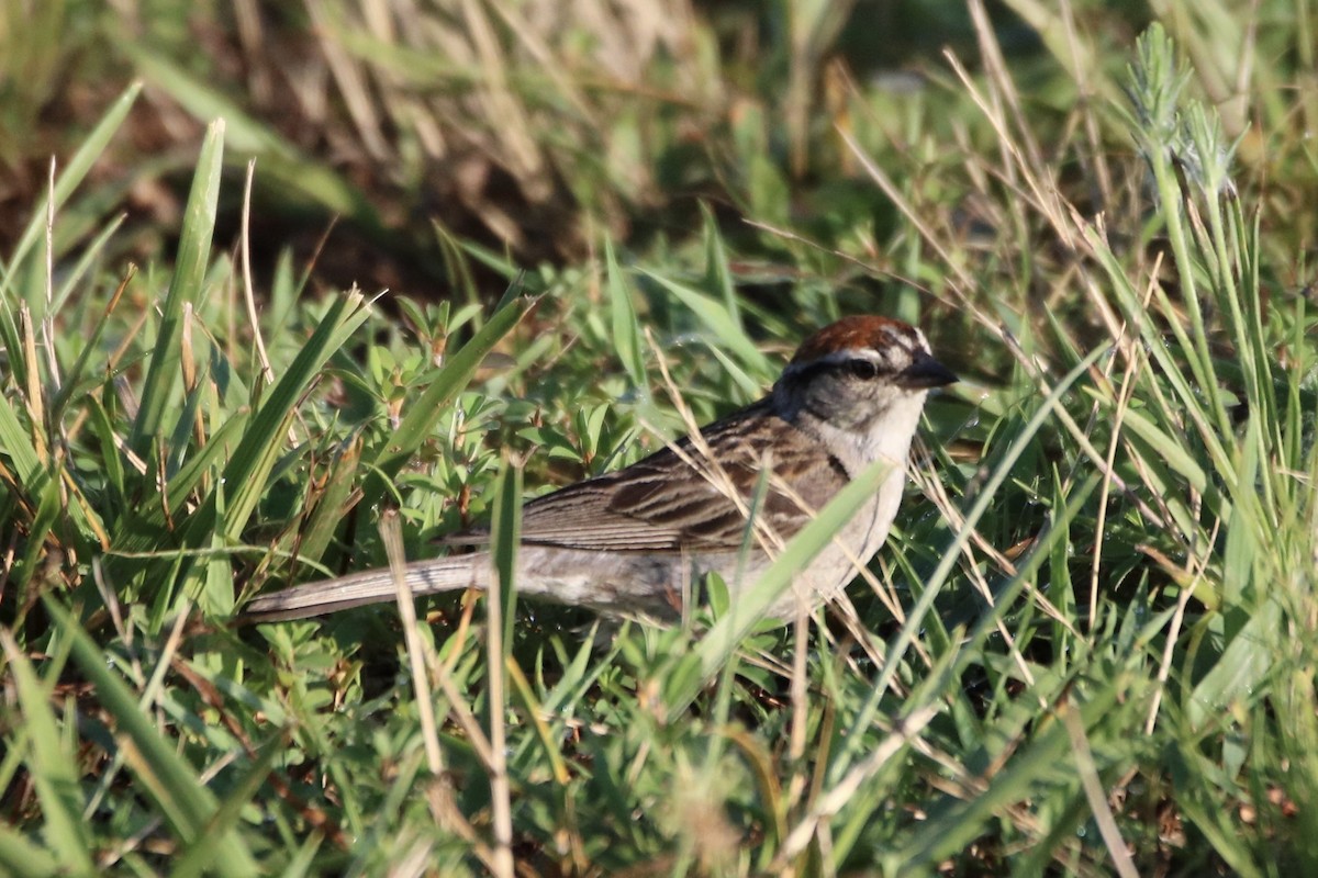 Chipping Sparrow - ML353282521