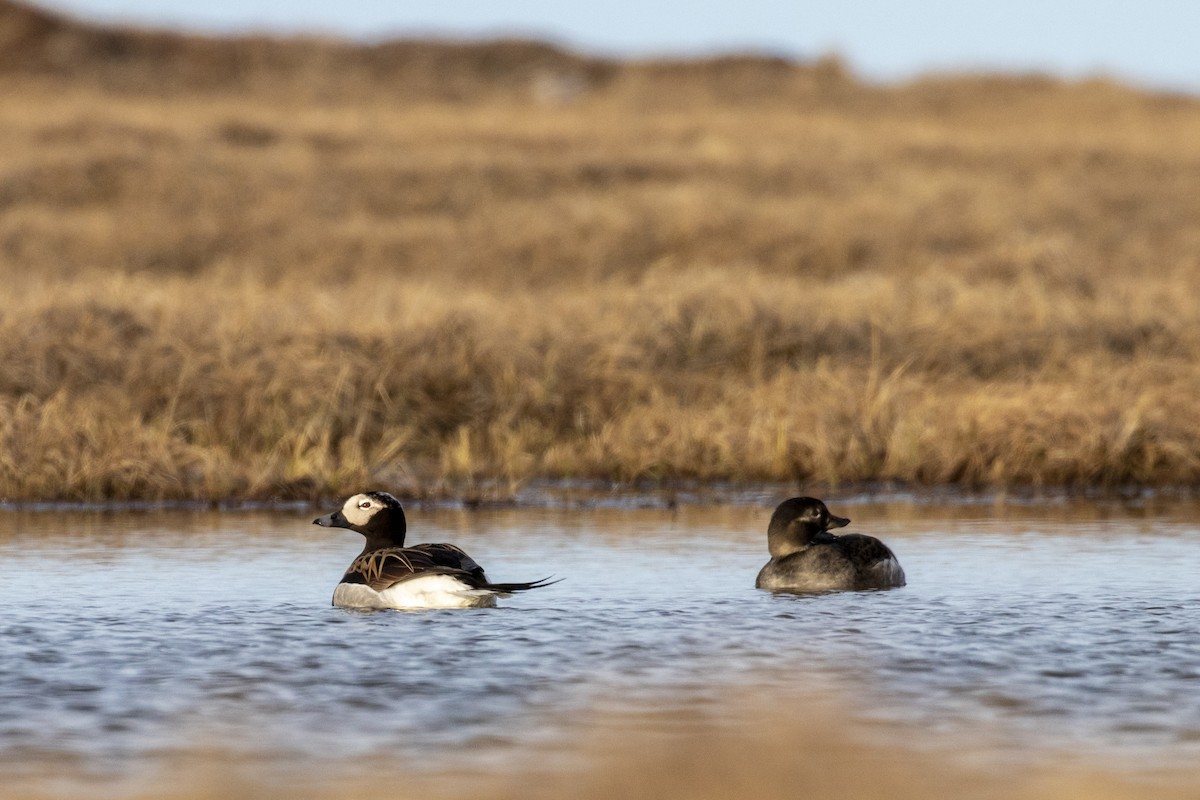 Long-tailed Duck - Shiloh Schulte