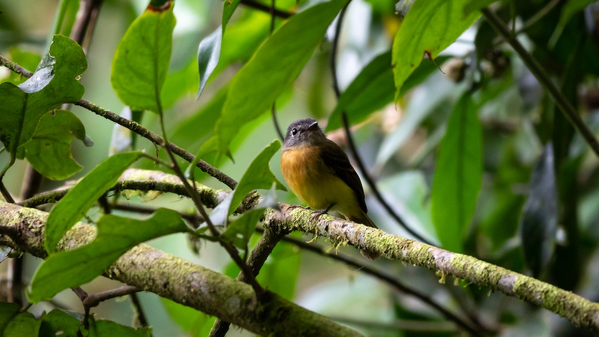 Tawny-chested Flycatcher - Mathurin Malby