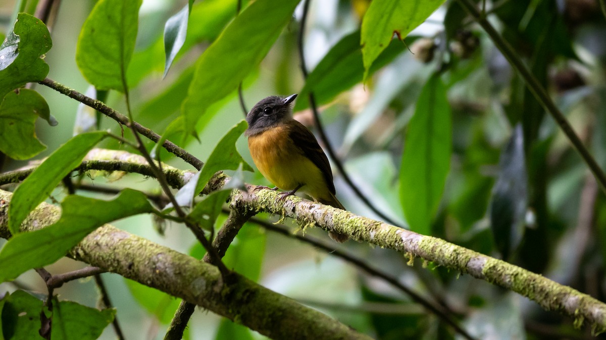 Tawny-chested Flycatcher - Mathurin Malby