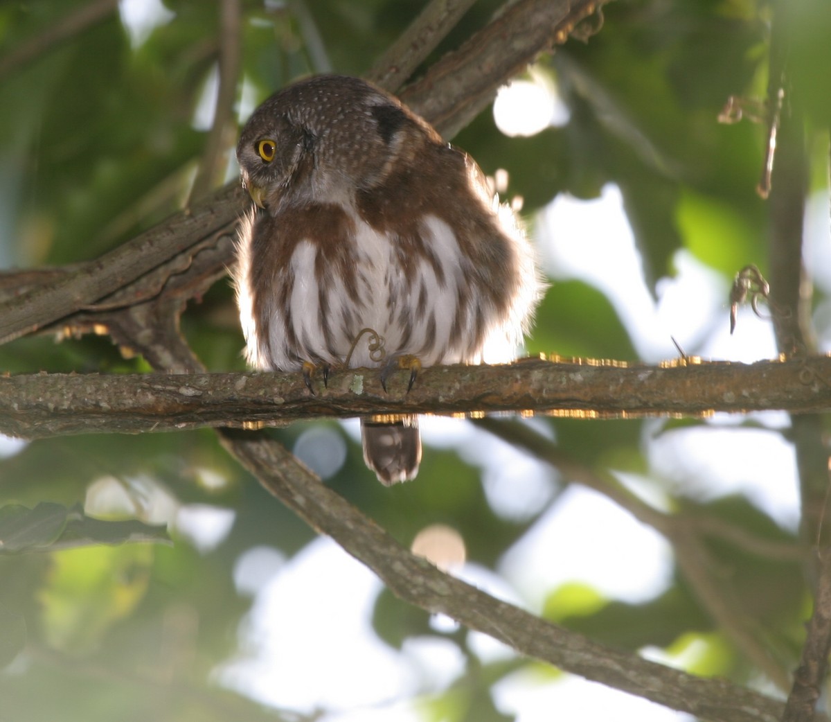 Tamaulipas Pygmy-Owl - ML353287001