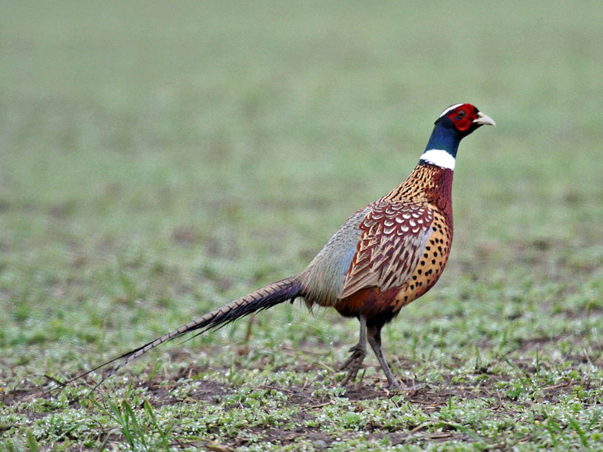Ring-necked Pheasant - Greg Gillson