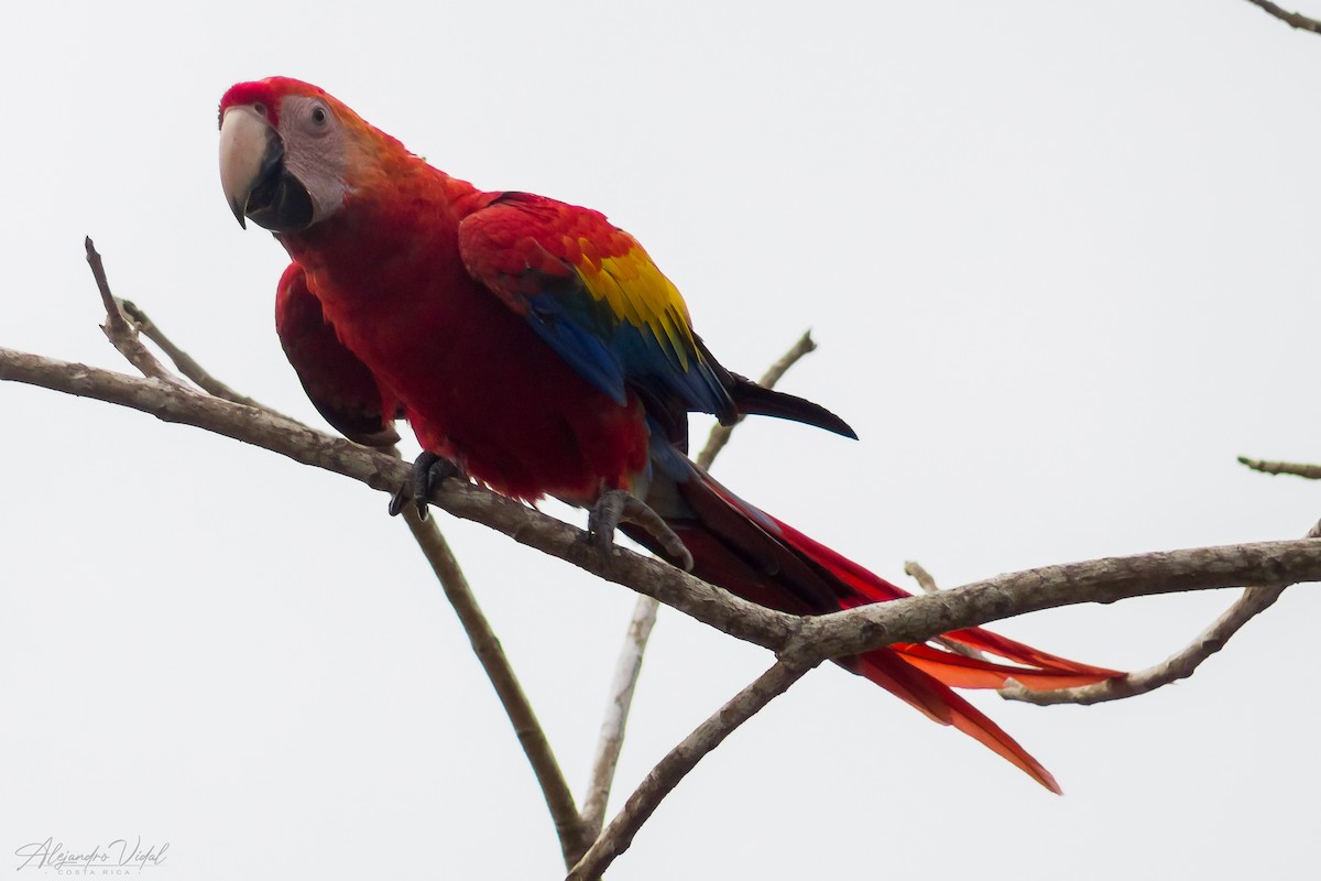 Scarlet Macaw - Alejandro Vidal
