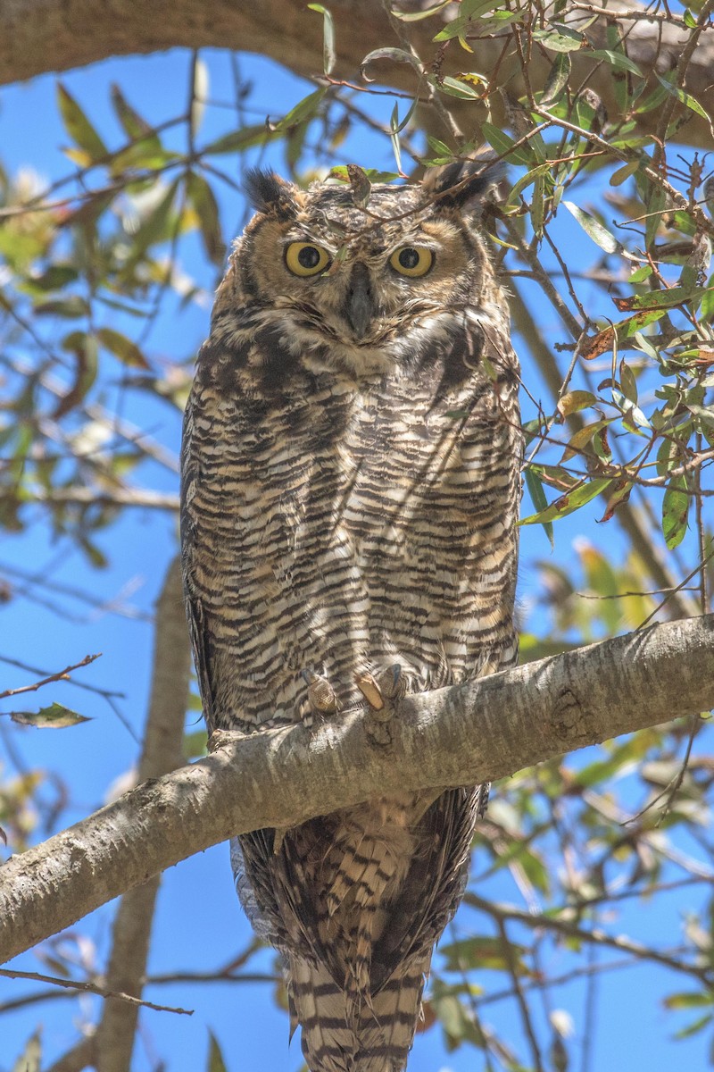 Great Horned Owl - Jeff Roisman