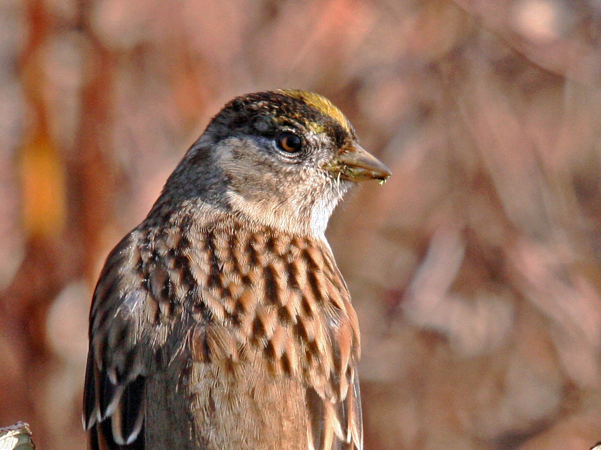 Golden-crowned Sparrow - ML35329681