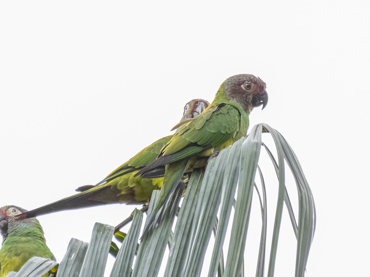 Dusky-headed Parakeet - ML353310821