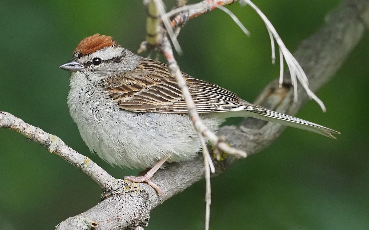 Chipping Sparrow - ML353311101