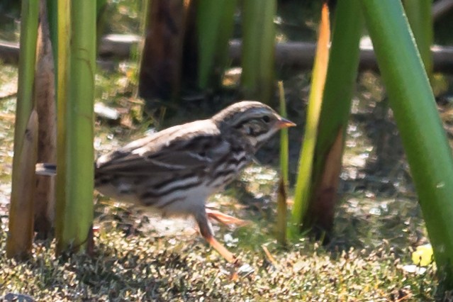 Savannah Sparrow (Savannah) - ML35331281