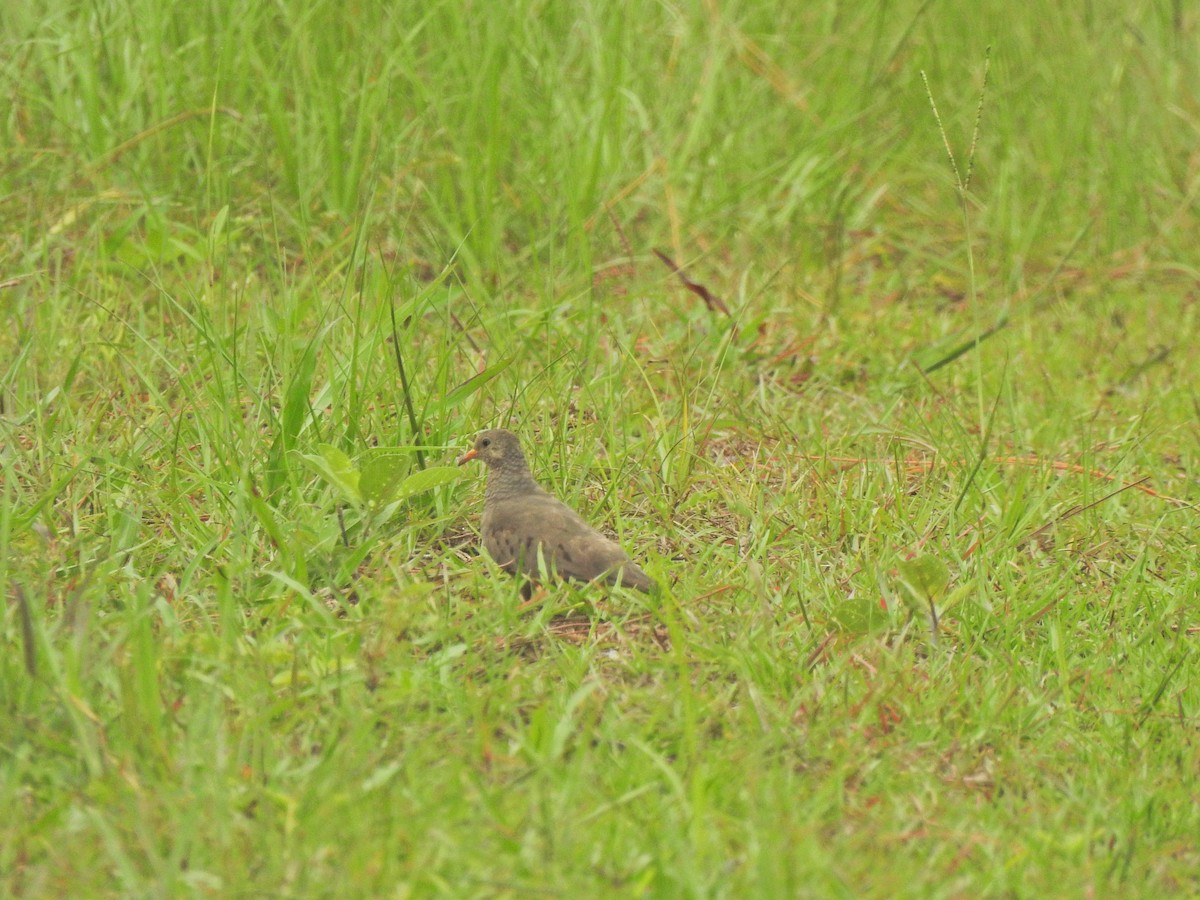 Common Ground Dove - Dylan Smith