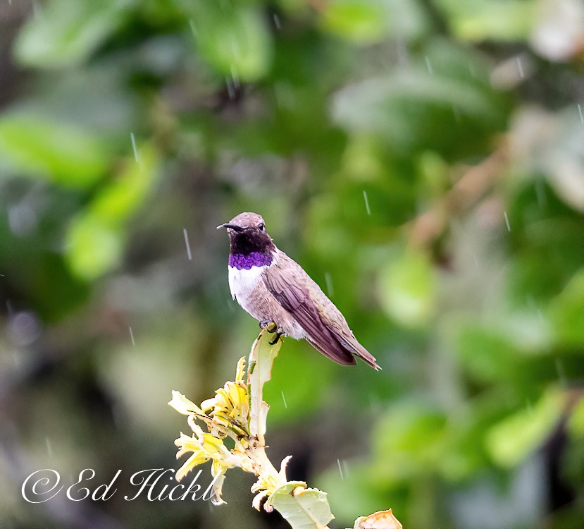 Black-chinned Hummingbird - ML353318151