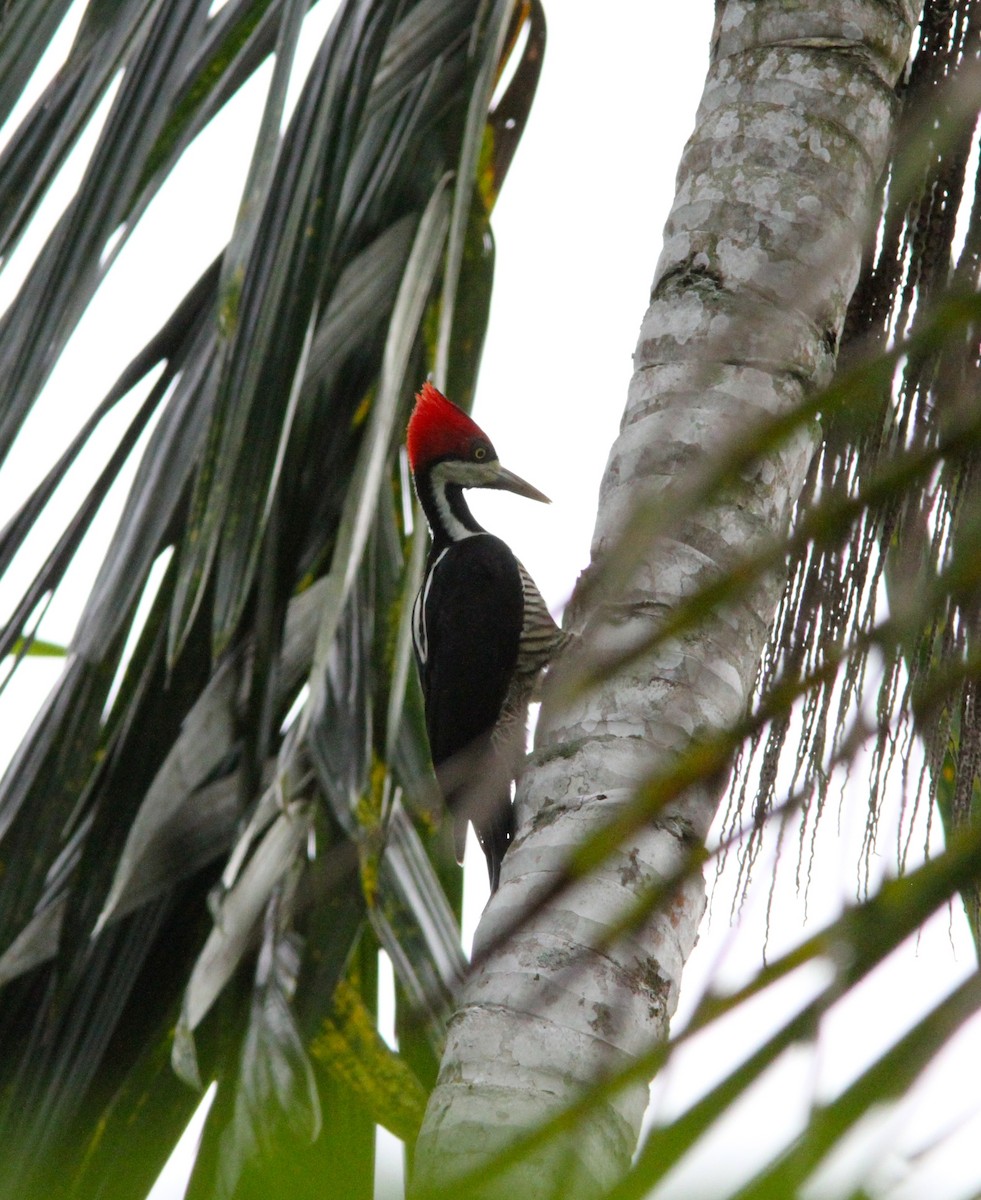 Crimson-crested Woodpecker - Craig Swolgaard