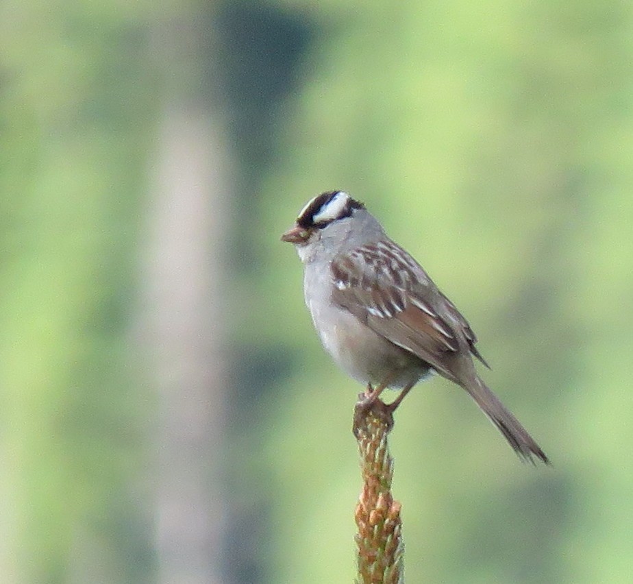 White-crowned Sparrow (oriantha) - ML353325021