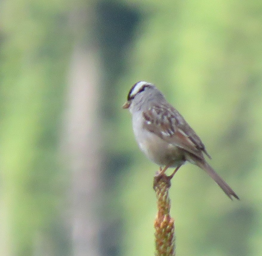 White-crowned Sparrow (oriantha) - ML353325071