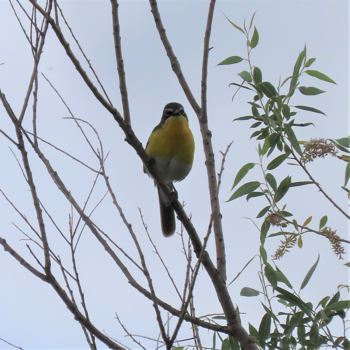 Yellow-breasted Chat - ML353329491