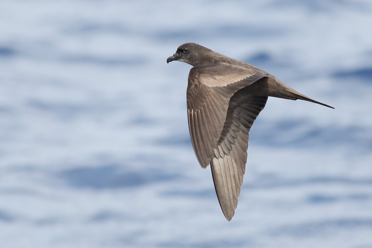 Bulwer's Petrel - Kate Sutherland