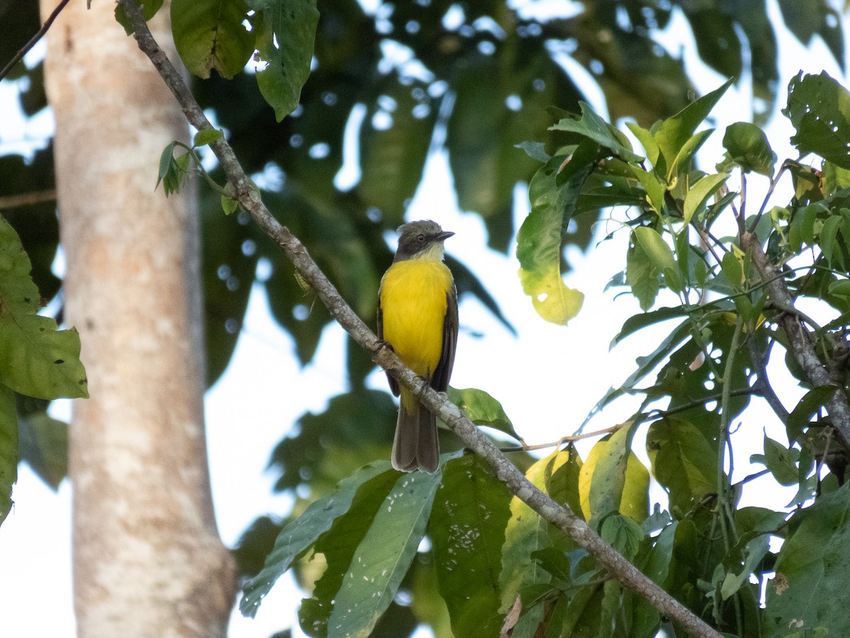 Gray-capped Flycatcher - Aquiles Brinco