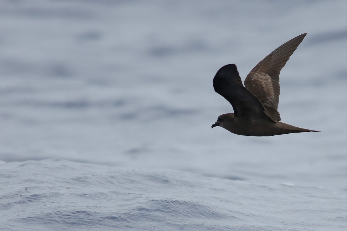 Bulwer's Petrel - Kate Sutherland