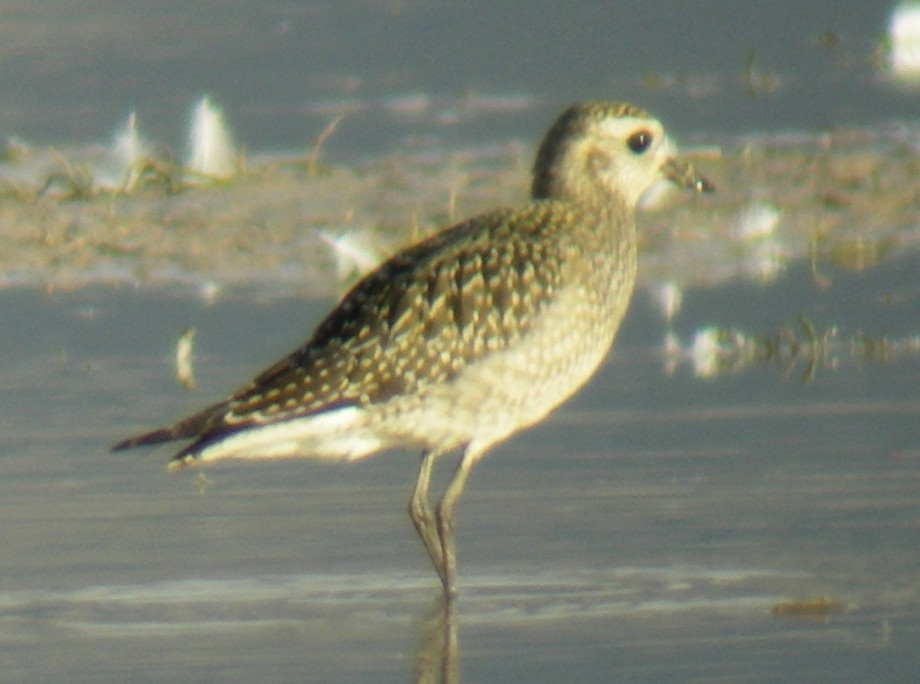 American Golden-Plover - Ryan O'Donnell