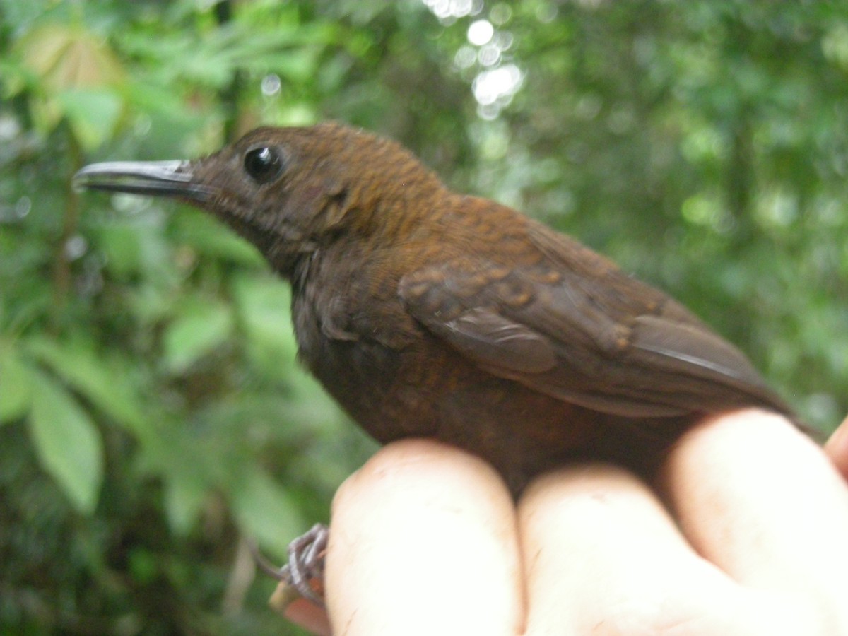 Nightingale Wren - ML35334941