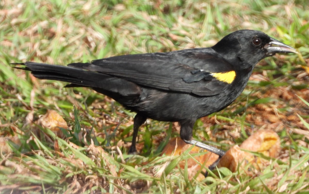 Yellow-shouldered Blackbird - ML353349921