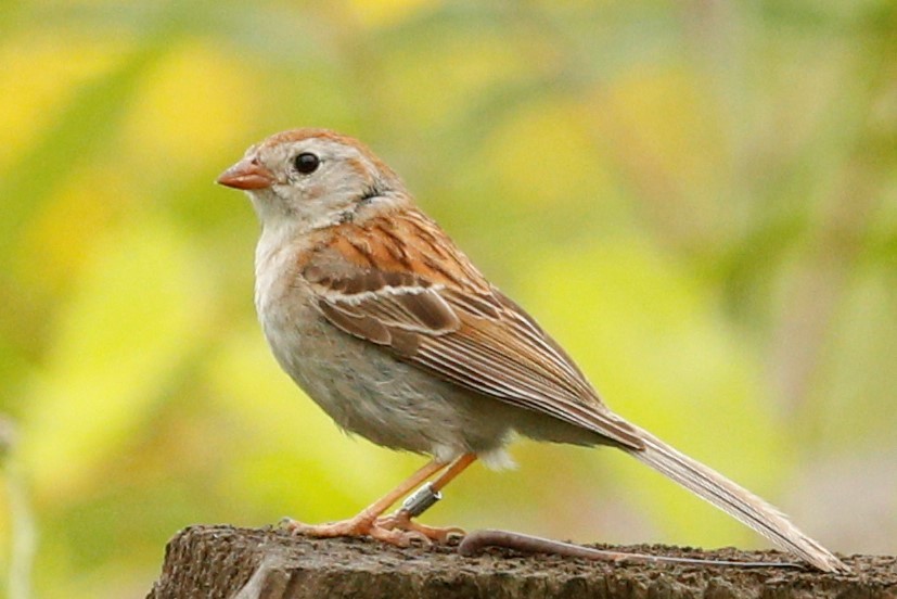 Field Sparrow - Jun Tsuchiya