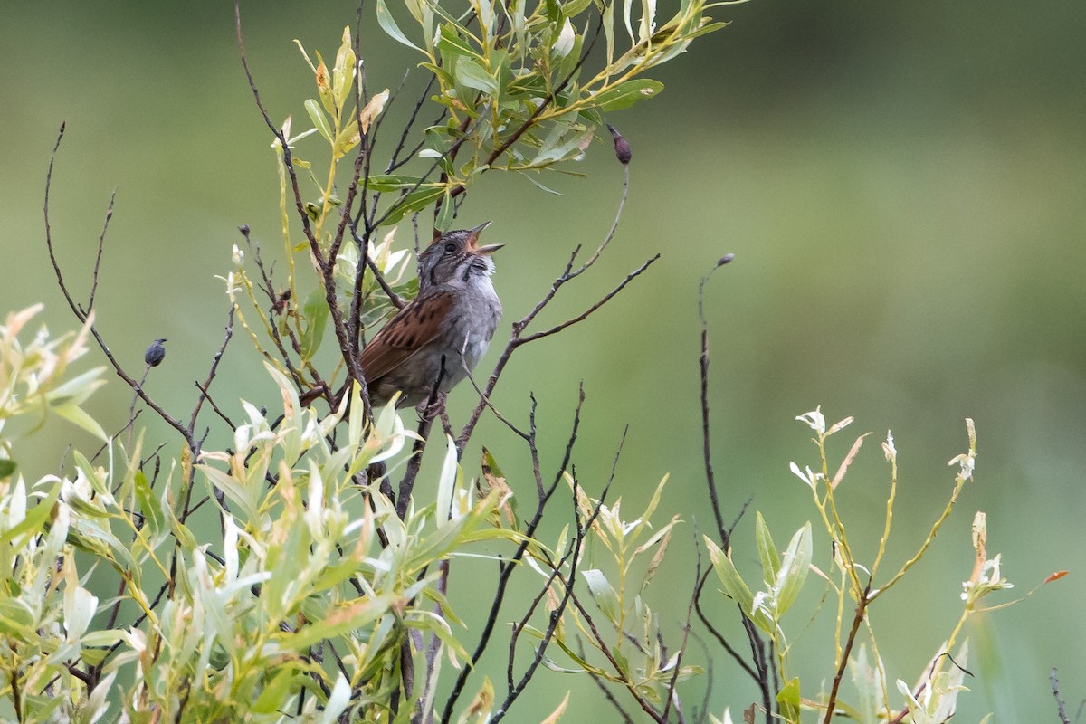 Swamp Sparrow - Rob  Henderson