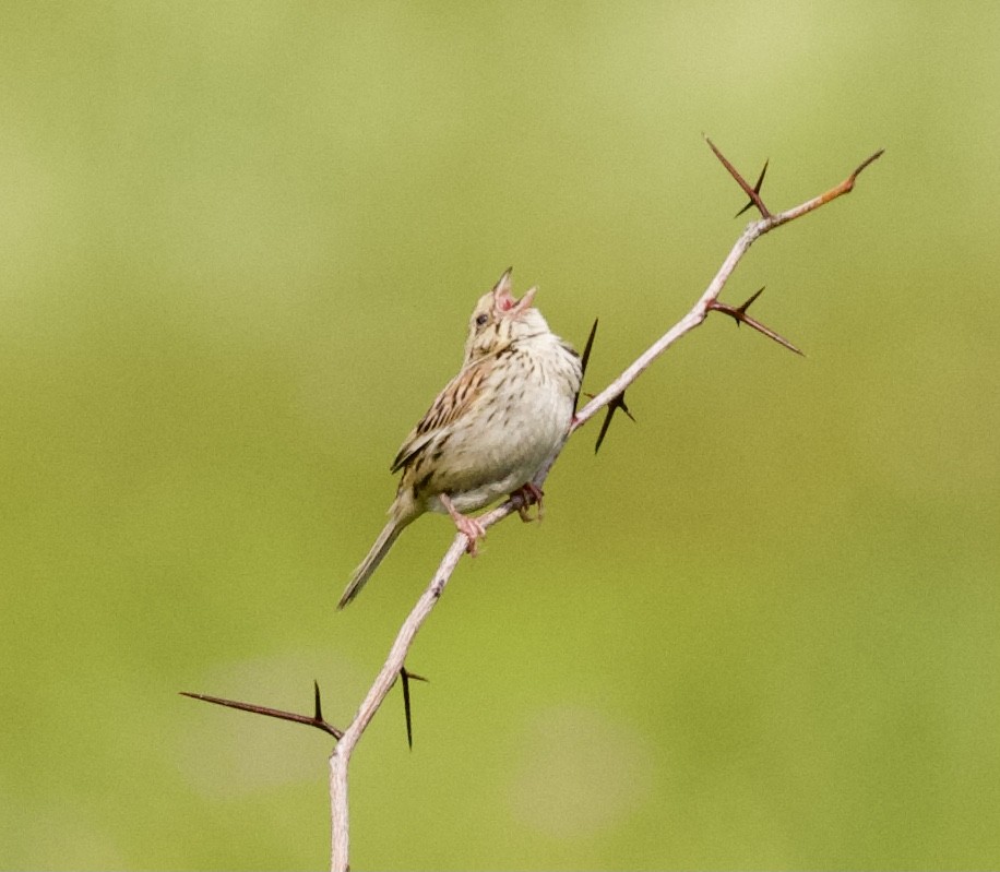 Henslow's Sparrow - ML353359041