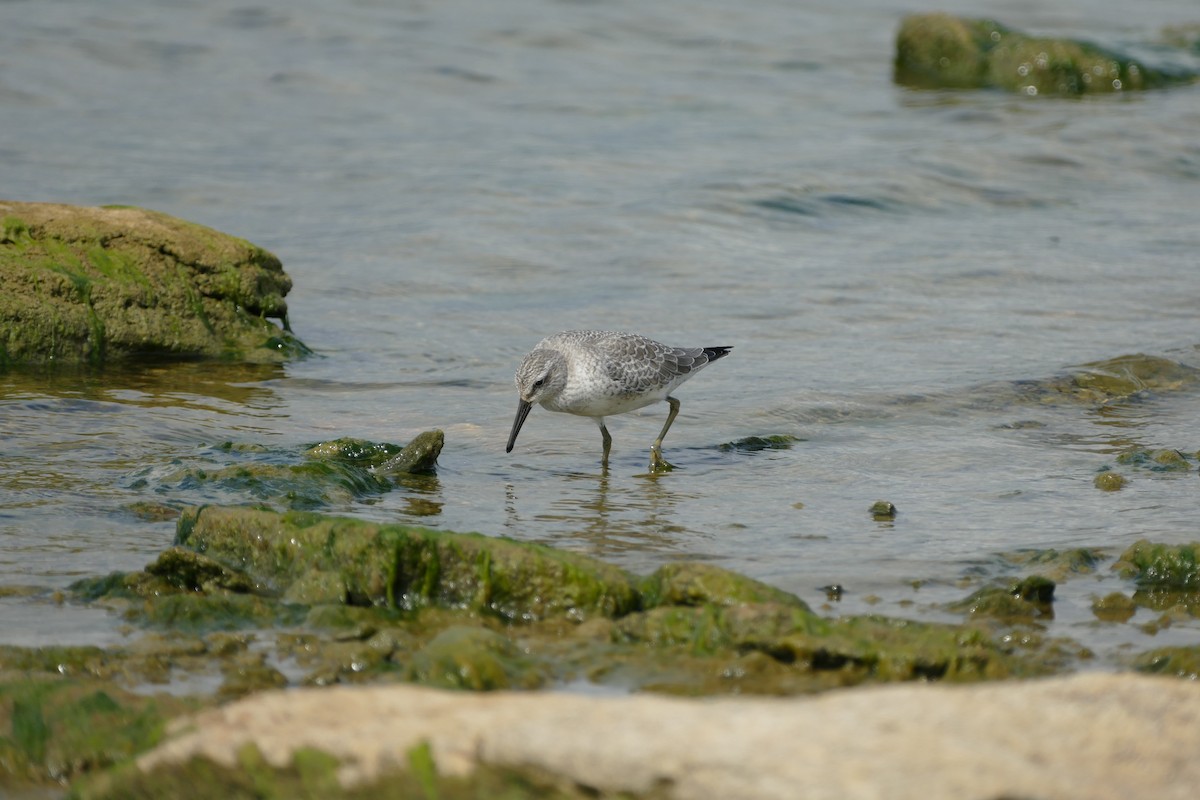 Red Knot - ML35335931