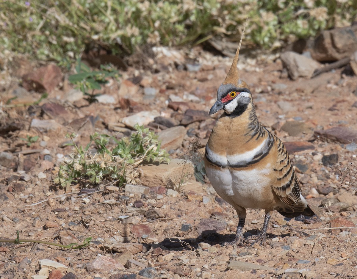Spinifex Pigeon - ML353369481