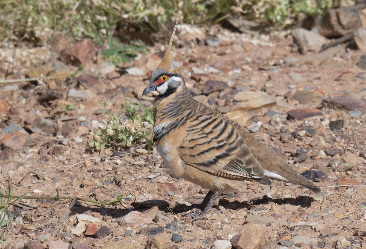 Spinifex Pigeon - ML353369491