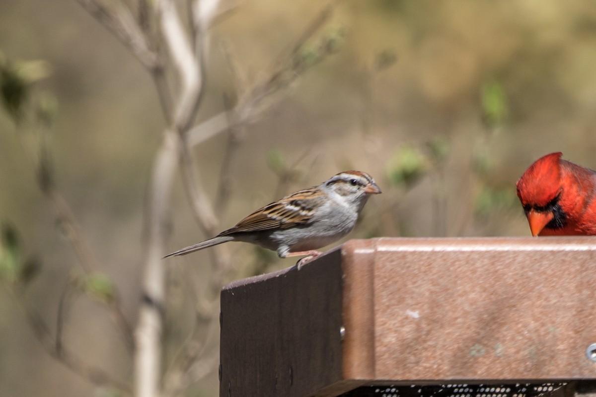 Chipping Sparrow - ML353372011