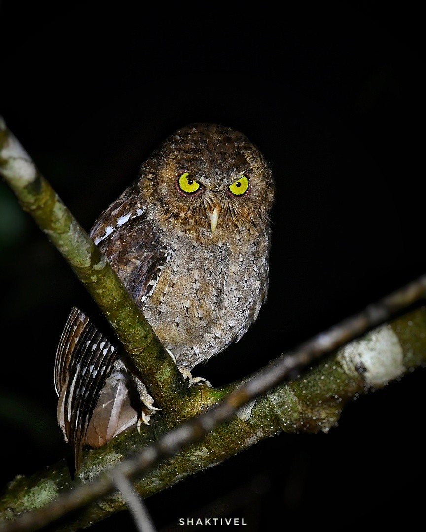 Andaman Scops-Owl - ML353377901