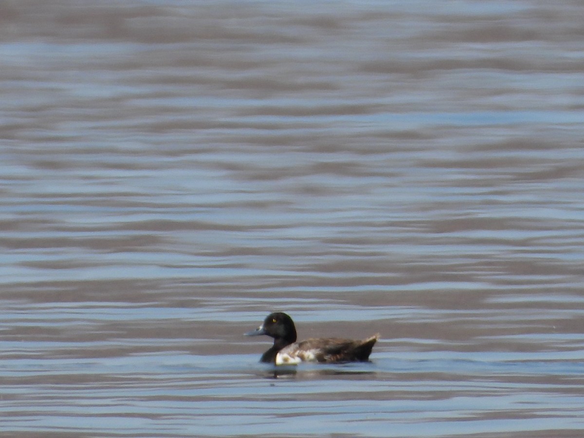 Greater Scaup - Joe RouLaine