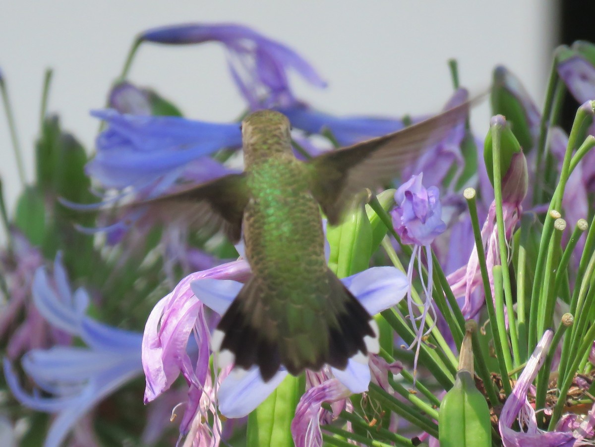 Black-chinned Hummingbird - Naresh Satyan
